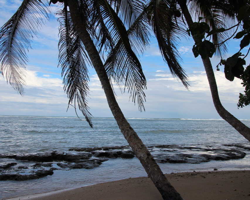 Palm trees on a beach.