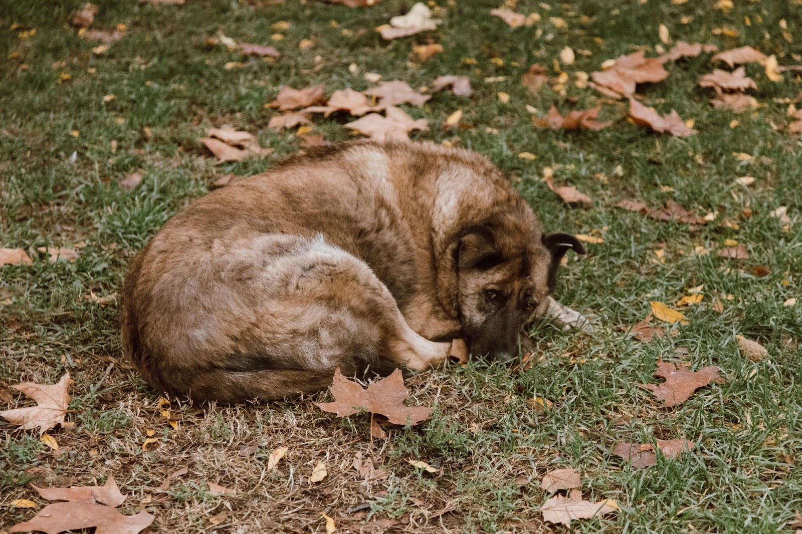 Brown Dog Sleeping in Grass