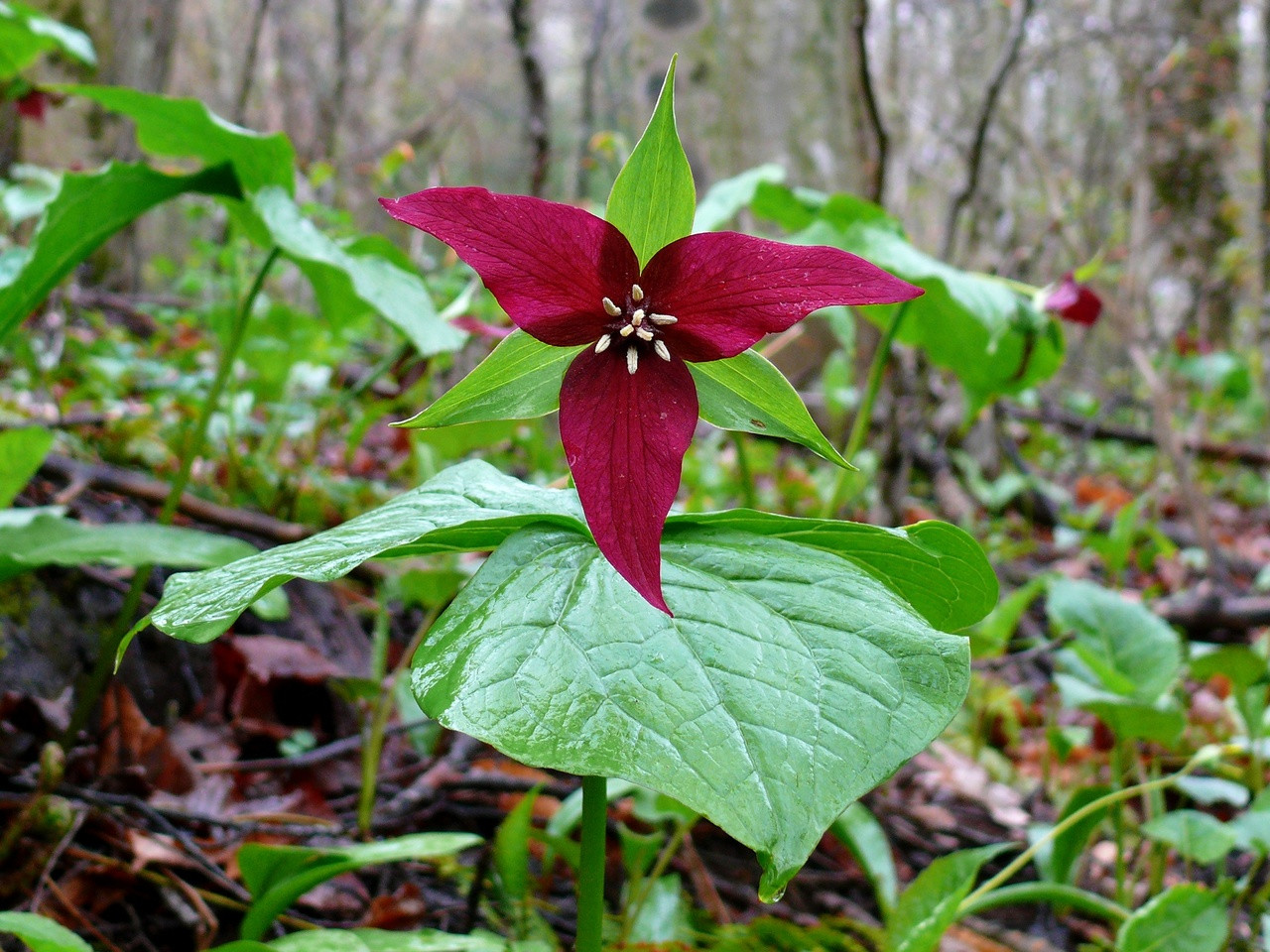 Trillium Origin and History