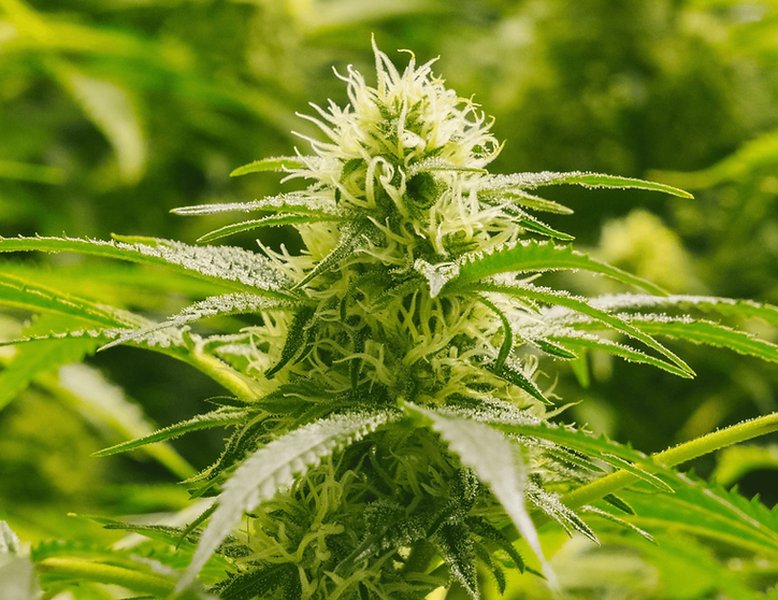 A close-up image of a vibrant green cannabis bud with visible trichomes, suggesting high quality and rich terpene content.