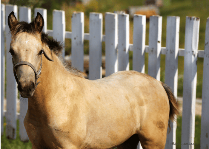 Morgan Horse