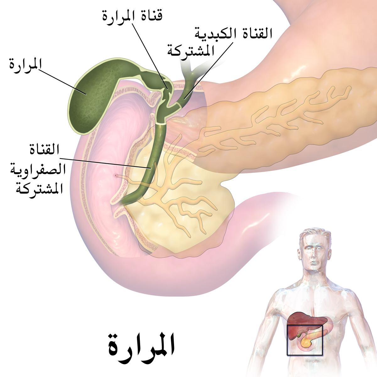 وظائف المرارة