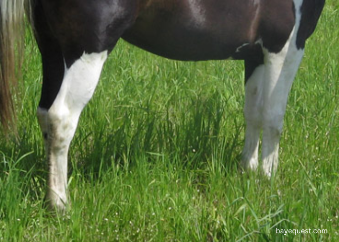 Stocking Horse Leg Markings