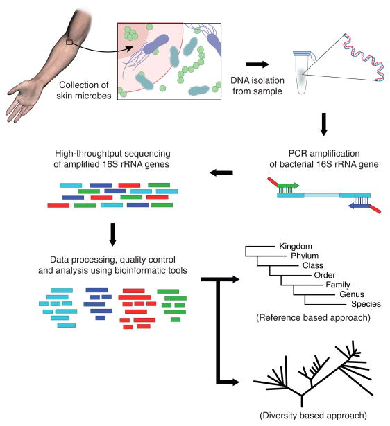 Methodology of 16S rRNA Gene Sequencing
