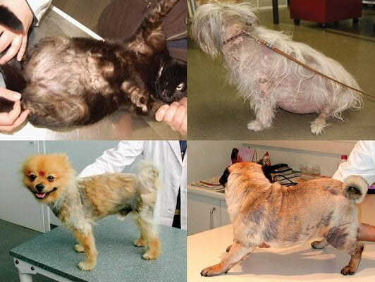 Thú cưng bị nấm da có lây sang người không? Cách phòng tránh 1