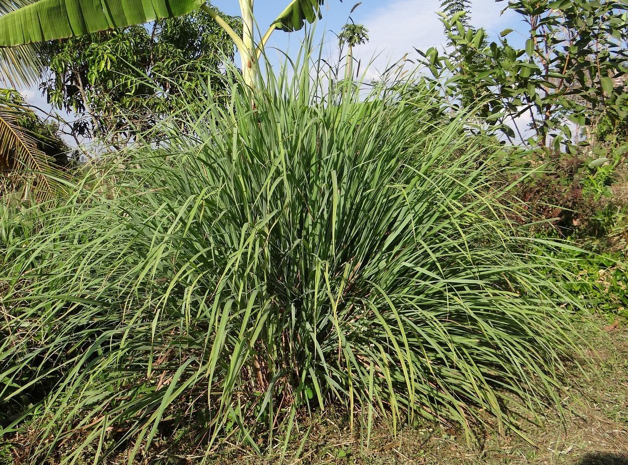 Free Cymbopogon Lemongrass photo and picture