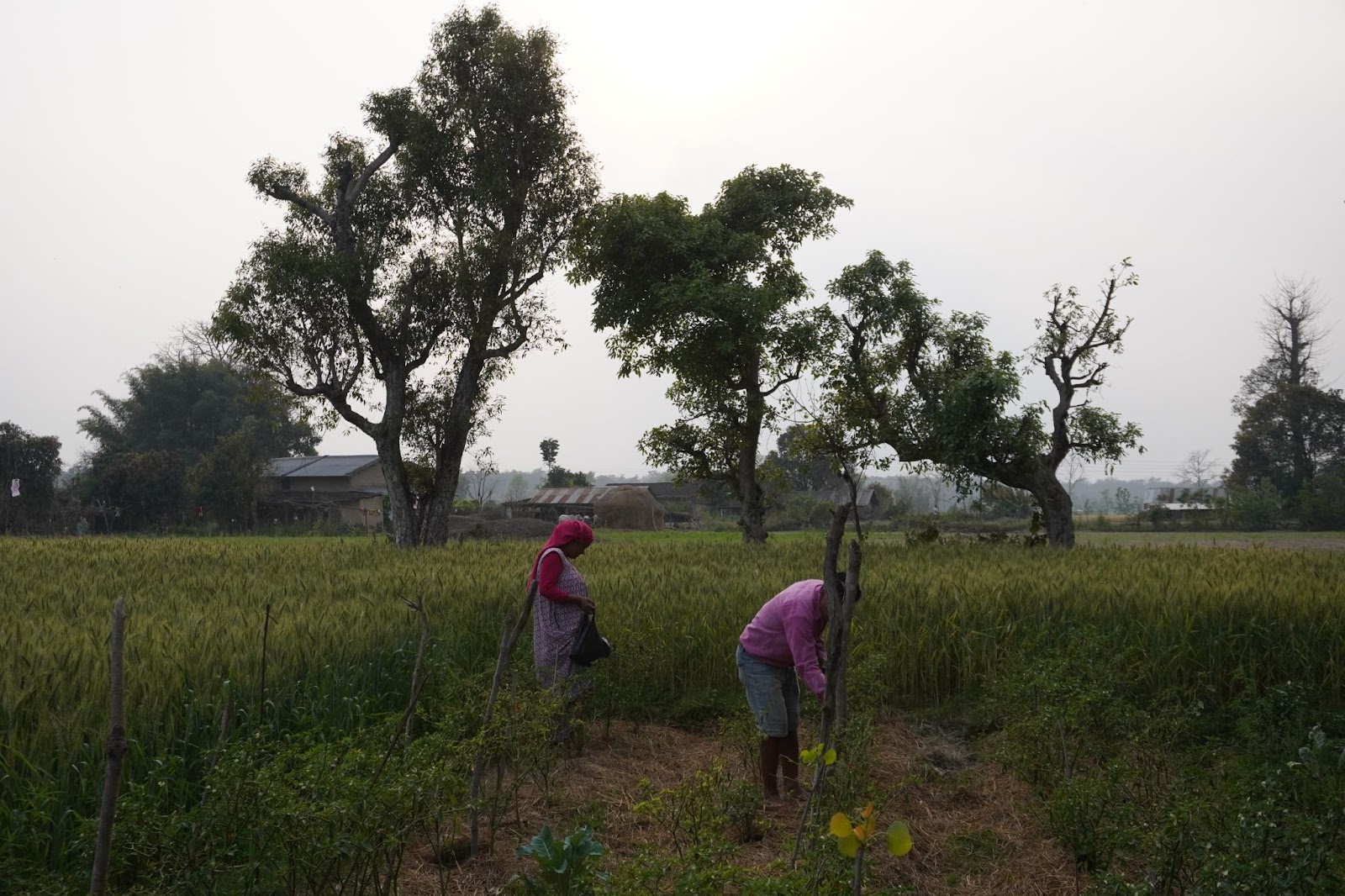 People working in the field