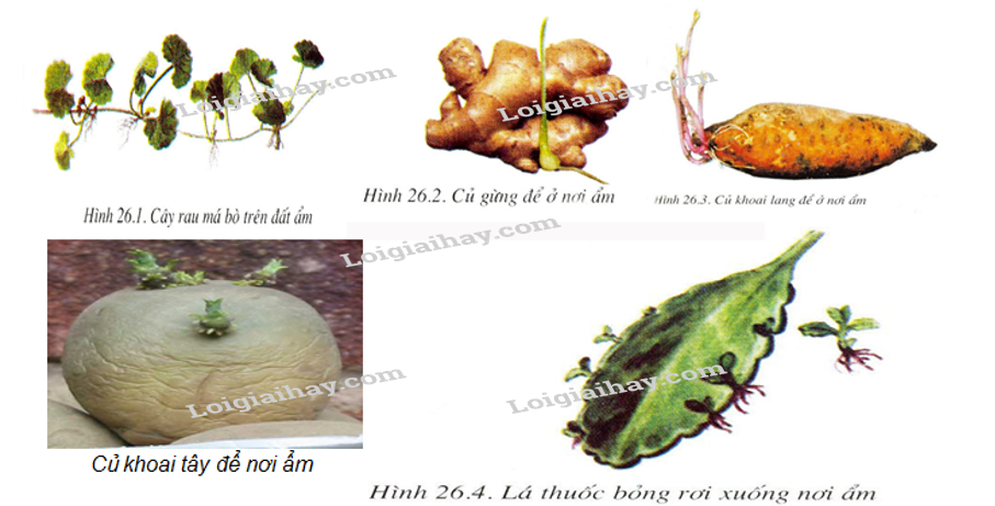 BÀI 39. SINH SẢN VÔ TÍNH Ở SINH VẬT MỞ ĐẦUCâu hỏi: Những ‘nhành cây’ với màu sắc rực rỡ trong hình bên là các tập đoàn san hô gồm hàng nghìn cá thể dính liền với nhau, được tạo thành nhờ hình thức sinh sản vô tính. Vậy sinh sản vô tính là gì?Đáp án chuẩn:Sinh sản vô tính là hình thức sinh sản không có sự kết hợp giữa giao tử đực và giao tử cái, cơ thể san hô con được tạo thành từ một phần của cơ thể mẹ.I. SINH SẢN LÀ GÌ?Câu hỏi: Quan sát hình 39.1 kết hợp kiến thức đã biết, hãy nêu khái niệm sinh sản và lấy ví dụĐáp án chuẩn:Sinh sản là quá trình tạo ra những cá thể mới, đảm bảo sự phát triển liên tục của loài. VD: Gà đẻ trứng.II. SINH SẢN VÔ TÍNH1. Khái niệmCâu 1: Quan sát hình 39.2 và 39.3, 39.4 kết hợp đọc thông tin trong mục II, đánh dấu X vào ô phù hợp theo mẫu bảng 39.1Đáp án chuẩn: Con sinh ra có sự kết hợp của giao tử đực và giao tử cáiCon sinh ra từ một phần cơ thể mẹCon có các đặc điểm giống hệt cơ thể mẹCon có những đặc điểm khác cơ thể mẹSinh sản ở trùng roi xx Sinh sản ở cây gừng xx Sinh sản ở thủy tức xx Câu 2: Dựa vào kết quả ở câu 1, em hãy nêu các đặc điểm của sinh sản vô tínhĐáp án chuẩn:Con sinh ra không có sự kết hợp của giao tử đực và cái, cơ thể con được tạo thành từ một phần cơ thể mẹ, con cái sinh ra giống nhau và giống cá thể mẹ.2. Các hình thức sinh sản vô tính ở thực vậtCâu hỏi: Hãy kể tên một số loài cây khác có khả năng sinh sản bằng rễ, thân, lá mà em biếtVì sao người ta gọi hình thức sinh sản từ rễ, thân, lá là sinh sản sinh dưỡng?Đáp án chuẩn:- Sinh sản bằng rễ: gừng, cỏ mần trầu, cây dong ta,…- Sinh sản bằng thân: sắn, khoai lang, rau má, rau ngót,…- Sinh sản bằng lá: cây thuốc bỏng, cây càng cua, cây bèo cái, cây sam nhật,…- Gọi là sinh sản sinh dưỡng vì ở hình thức này cơ thể mới được hình thành từ cơ quan sinh dưỡng từ của cơ thể mẹ (thân, rễ, lá).3. CÁC HÌNH THỨC SINH SẢN VÔ TÍNH Ở ĐỘNG VẬTCâu hỏi: Đọc thông tin mục 3 và hoàn thành bản theo mẫu bảng 39.2Đáp án chuẩn:Đặc điểmHình thứcsinh sảnGiốngKhácNảy chồiKhông có sự kết hợp của giao tử đực và giao tử cái, con sinh ra giống hệt nhau và giống hệt mẹ.“Chồi” được mọc ra từ cơ thể mẹ, lớn dần lên và tách ra khỏi cơ thể mẹ thành cơ thể mới hoặc vẫn dính với cơ thể mẹ tạo thành tập đoàn.Phân mảnhMỗi mảnh nhỏ riêng biệt của cơ thể mẹ phát triển thành một cơ thể mới hoàn chỉnhTrình sảnTế bào trứng không thụ tinh phát triển thành cơ thể mới4. Vai trò và ứng dụng của sinh sản vô tính