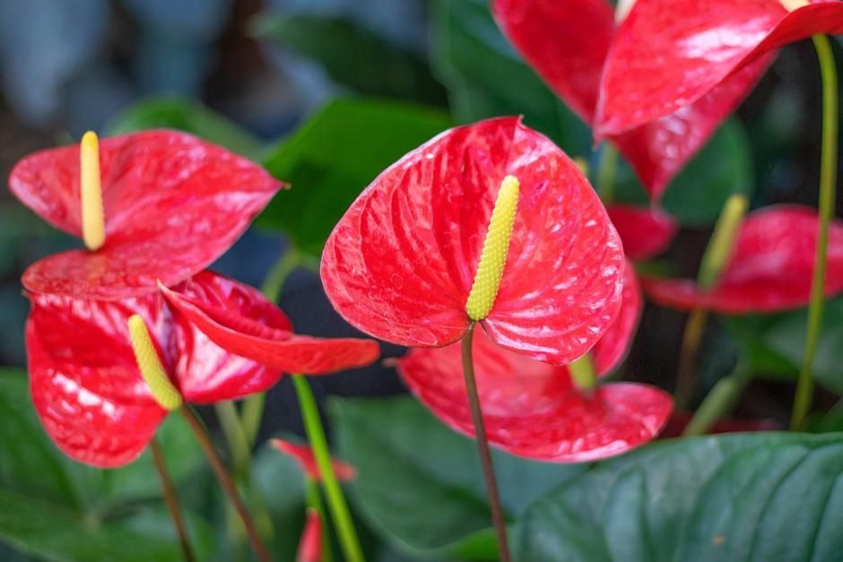 Anthurium Plant