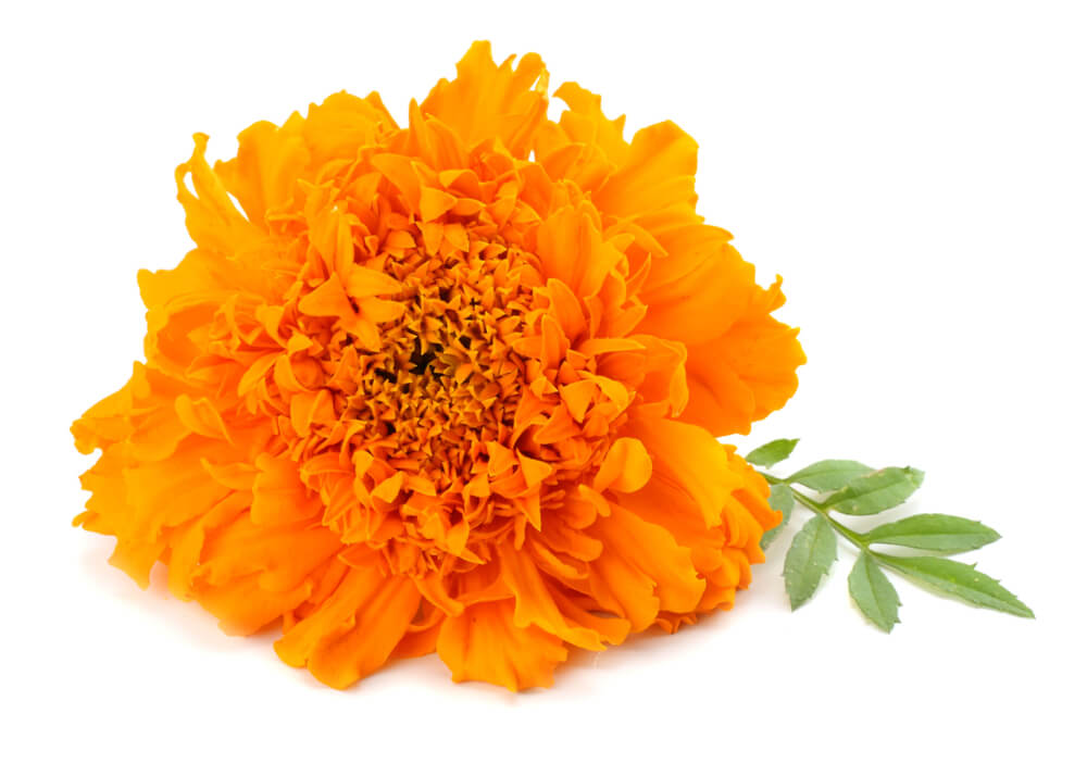 Pot Marigold