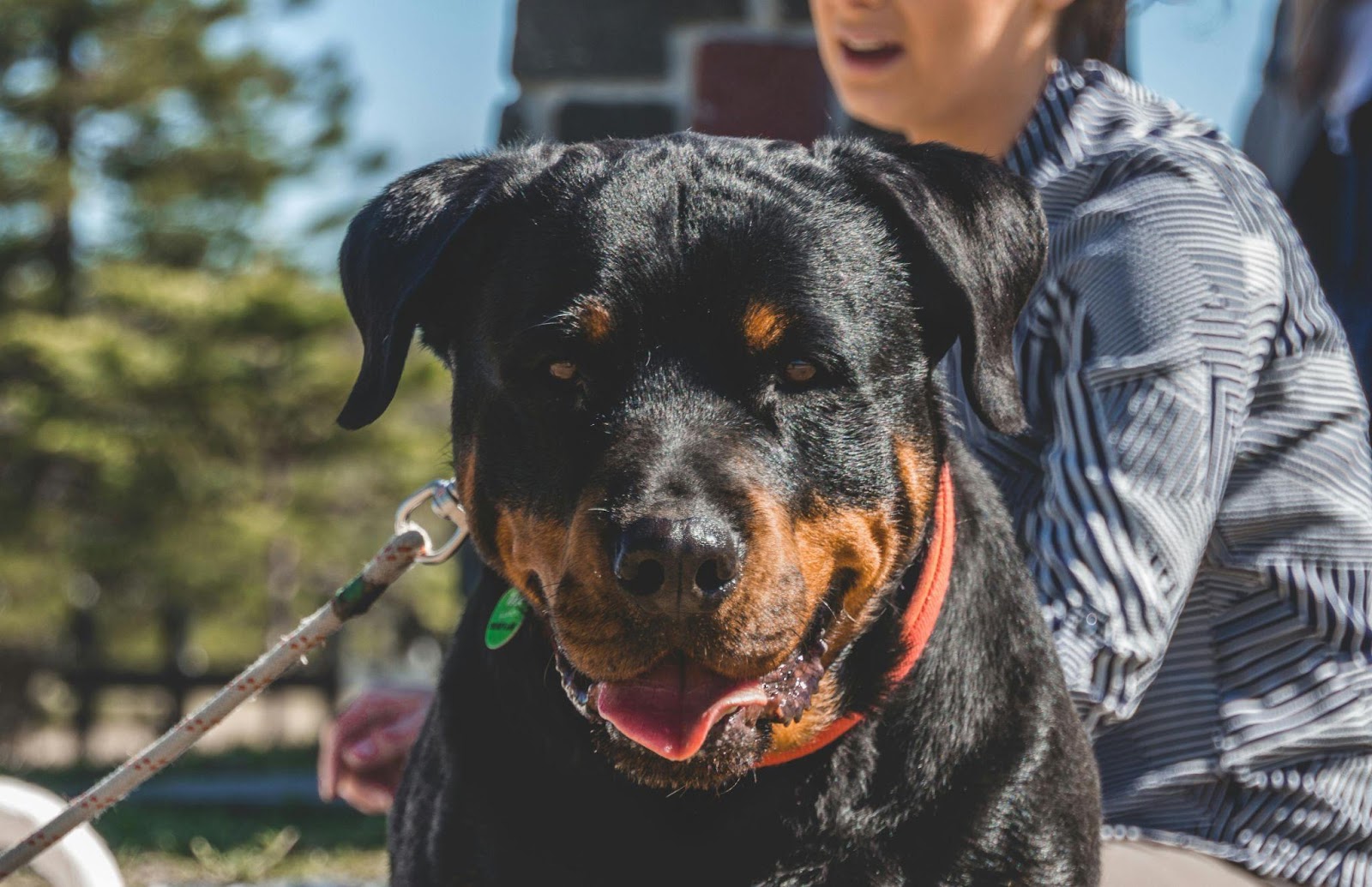 Cute photo of Rottie dog