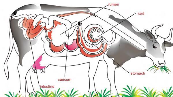Digestion in herbivorous animals — lesson. Science CBSE, Class 7.