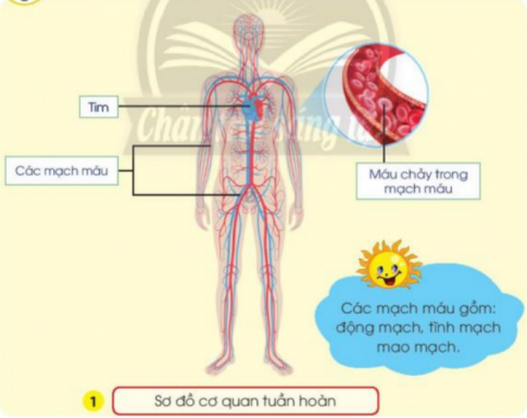 BÀI 21. CƠ QUAN TUẦN HOÀN