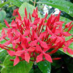 Ashok Flower