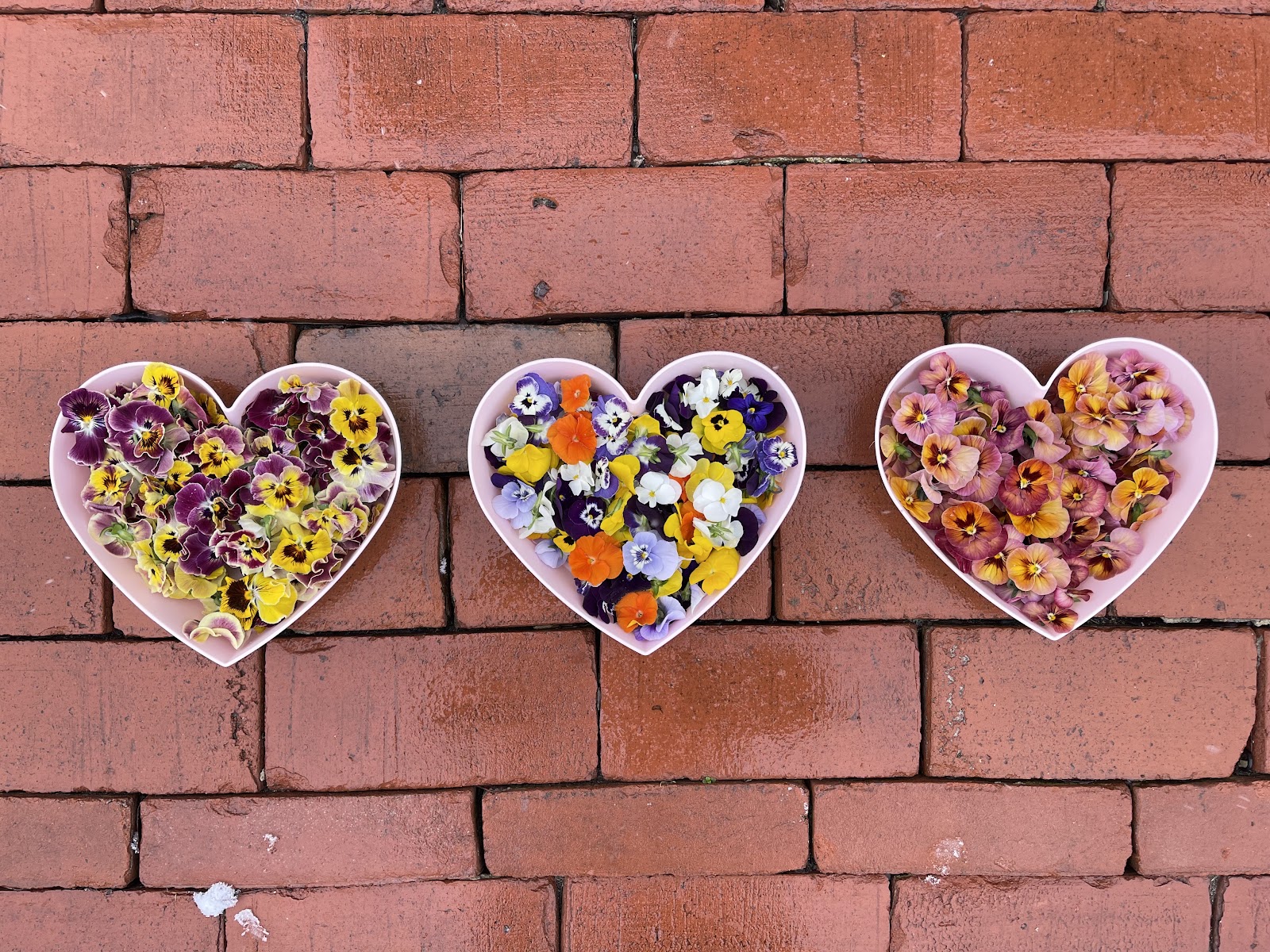 Three heart-shaped bowls of edible flowers from Planted Detroit’s collection of edible flowers. The bowls are kept against a brick-textured backdrop.