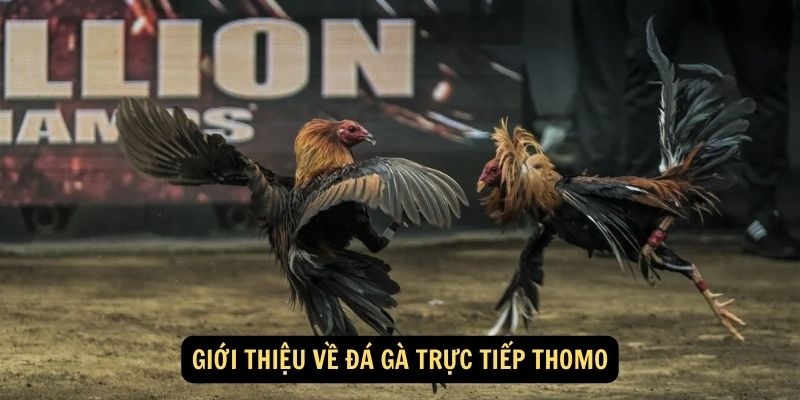 Đá gà trực tiếp Thomo