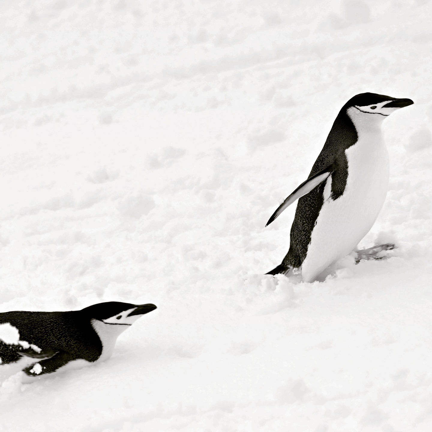 Two penguins waddling through fresh snow, one appearing to playfully slide. Captured by @josephnscudder.