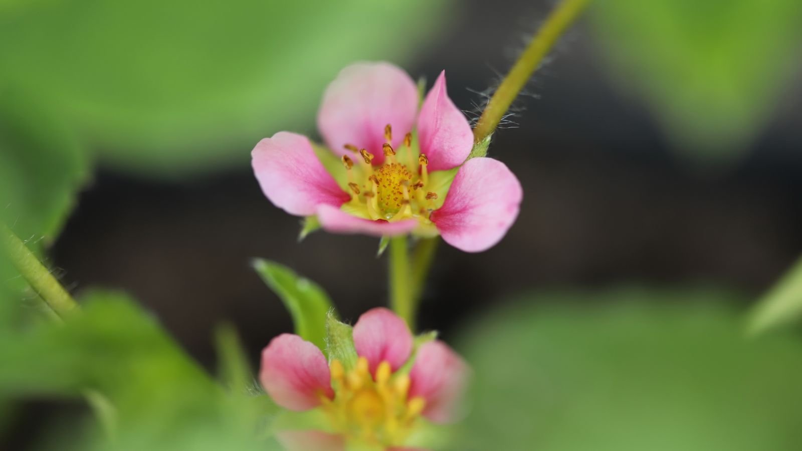 A close-up shot of dainty and delicate light-rose colored blooms of a variety of fruit-bearing plants