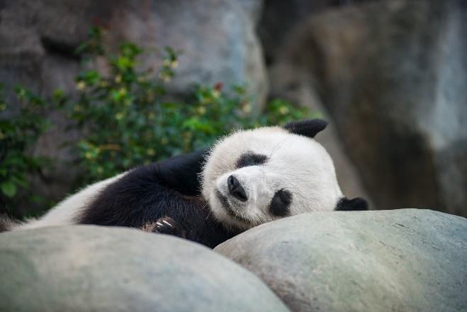 生活-海洋公園-動物保育-大熊貓