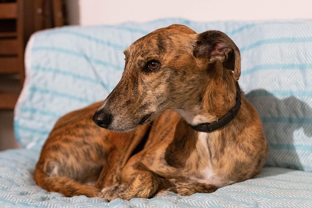 Greyhound resting on a soft couch, a breed prone to pressure sores.
