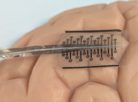 A plastic tube with black dots on a plastic brain

Description automatically generated with medium confidence