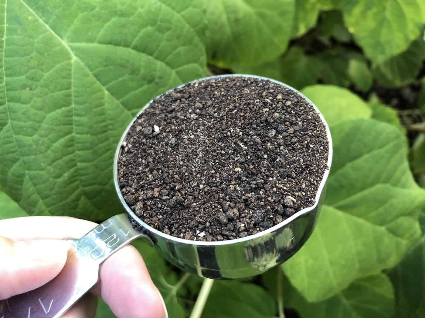 Fertilizing The Hydrangea