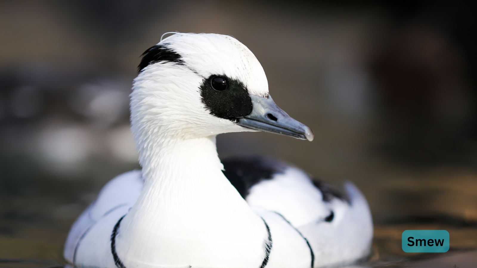 Smew