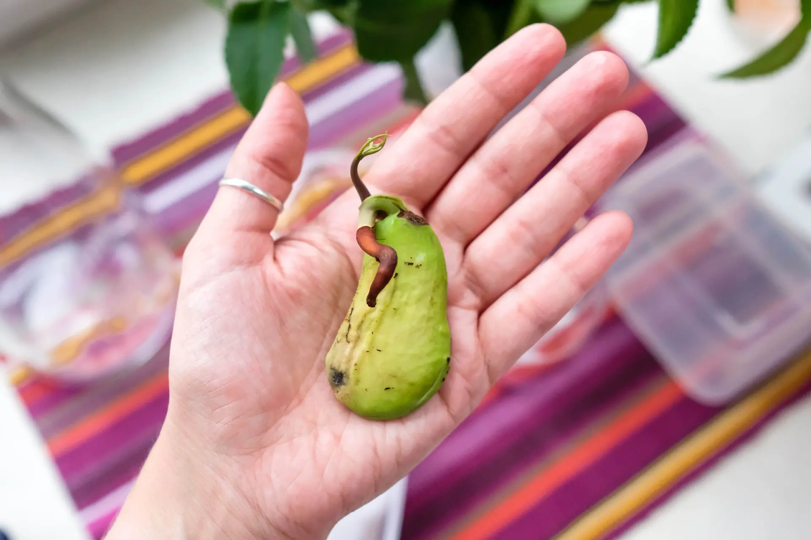 Mango Seed Germination