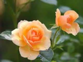 Rose - Plantation - Guide: - Season, - Manure, - Crafting, - Seedling, - Diseases, - Symptoms, - Treatment - and - Precaution