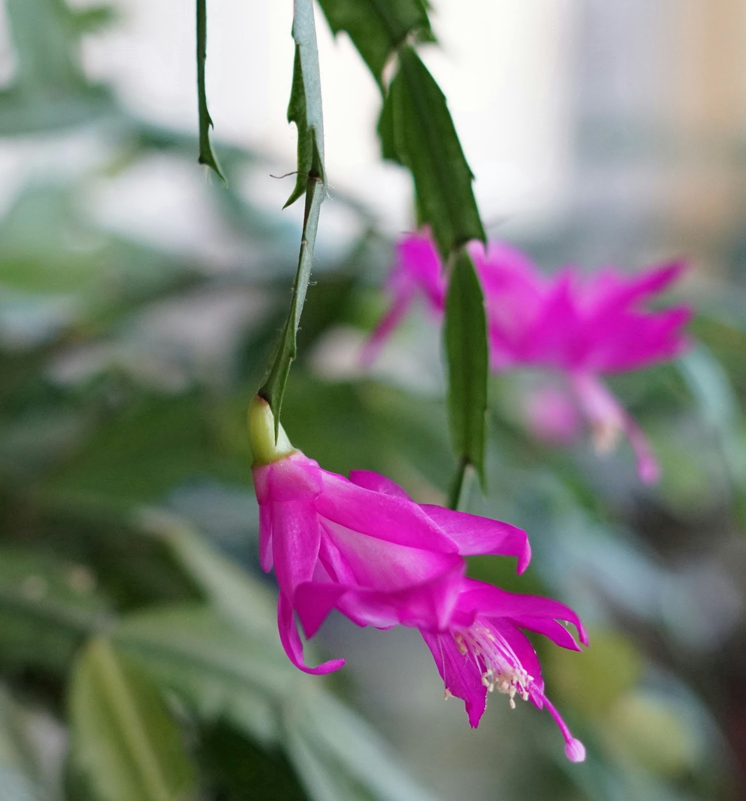 Potted Christmas Cactus