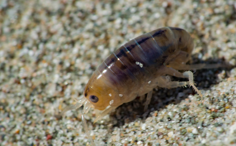 What are Sand Fleas