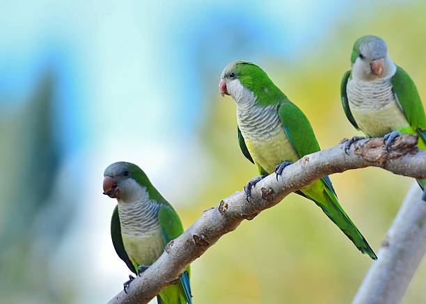 green parrot