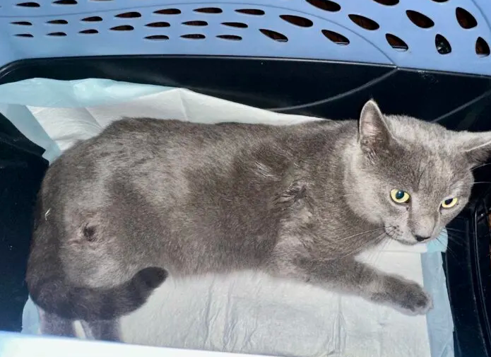 Paralyzed Cat Discovered by Christmas Churchgoers
