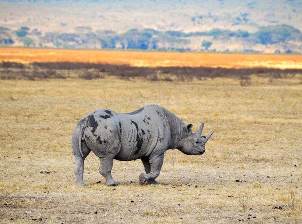 Rhino Ngorongoro crater