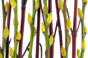 Willow Stems