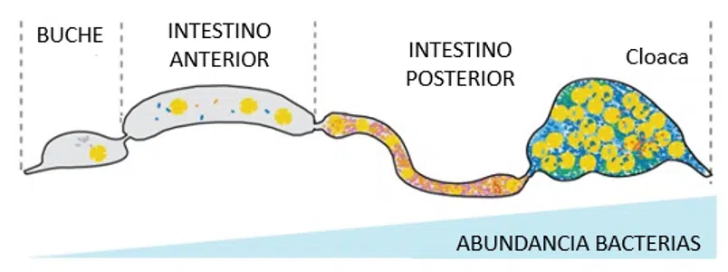 Le microbiote intestinal chez les abeilles : quel rôle joue-t-il ? - ALIMENTATION & NOURRISSEMENT