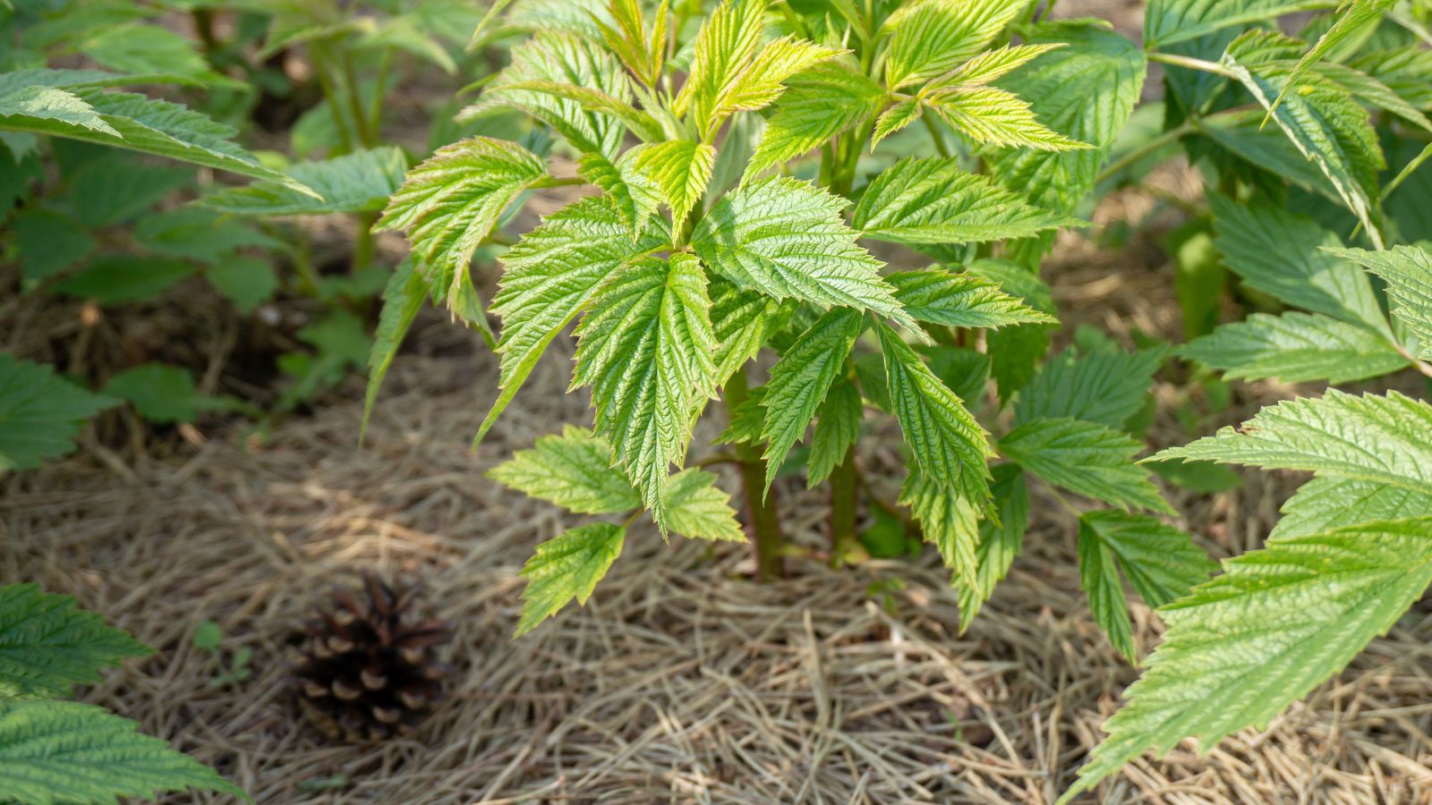 A shot of developing green leaves of a fruit-bearing plant placed on mulch soil ground outdoors