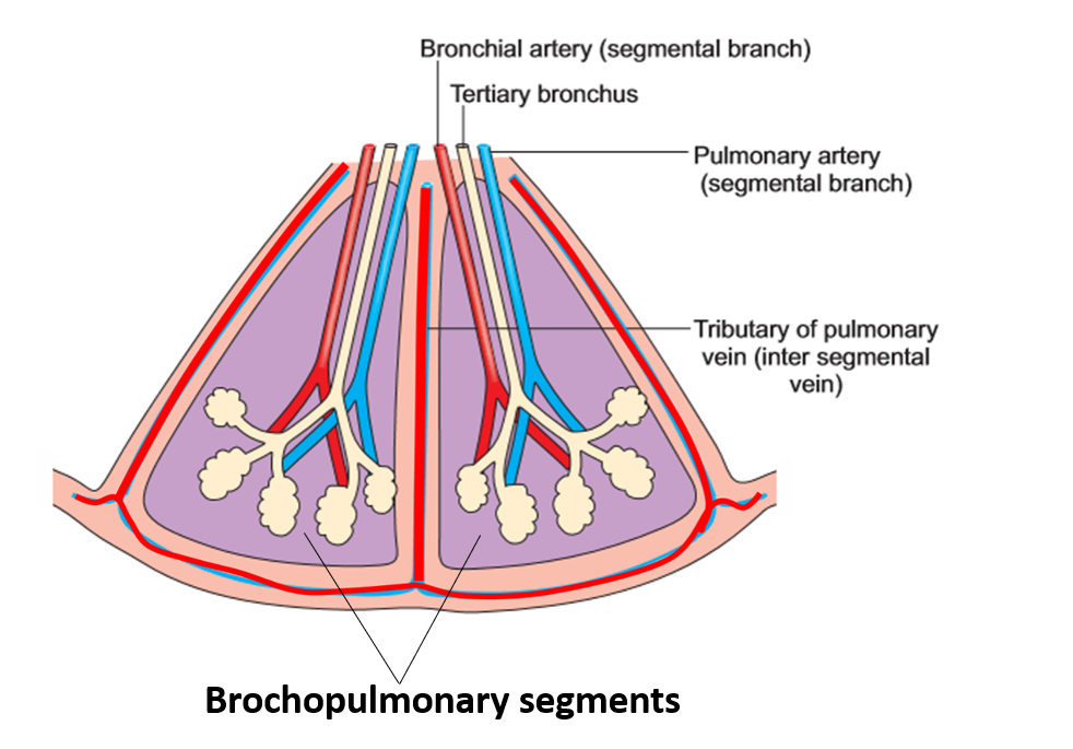 bornchopulmonary segment