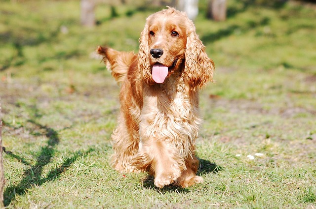 こちらに向かって歩いてくるコッカー犬
