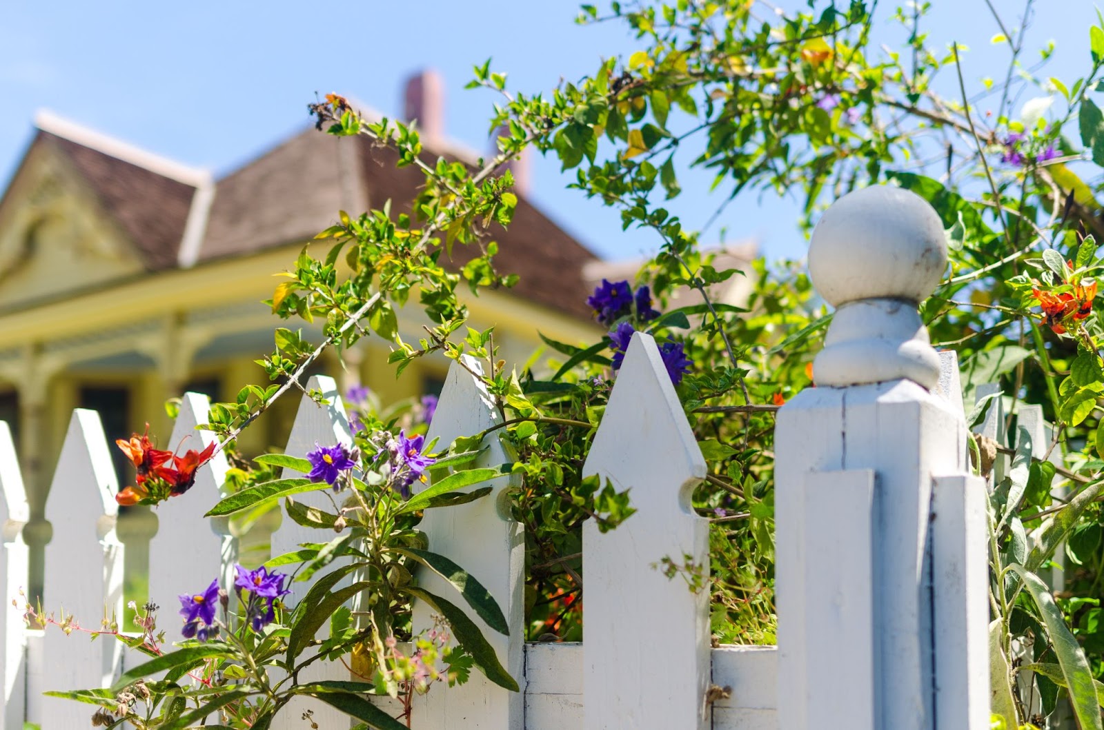 Flowers growing around a fence. 