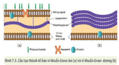 BÀI 20 - SỰ ĐA DẠNG VÀ PHƯƠNG PHÁP NGHIÊN CỨU VI SINH VẬT