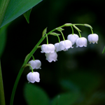 arabic flower name list
