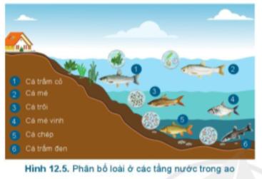 BÀI 12.QUY TRÌNH NUÔI CÁ NƯỚC NGỌT TRONG AO