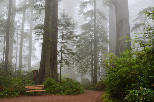 Sequoia National Park California