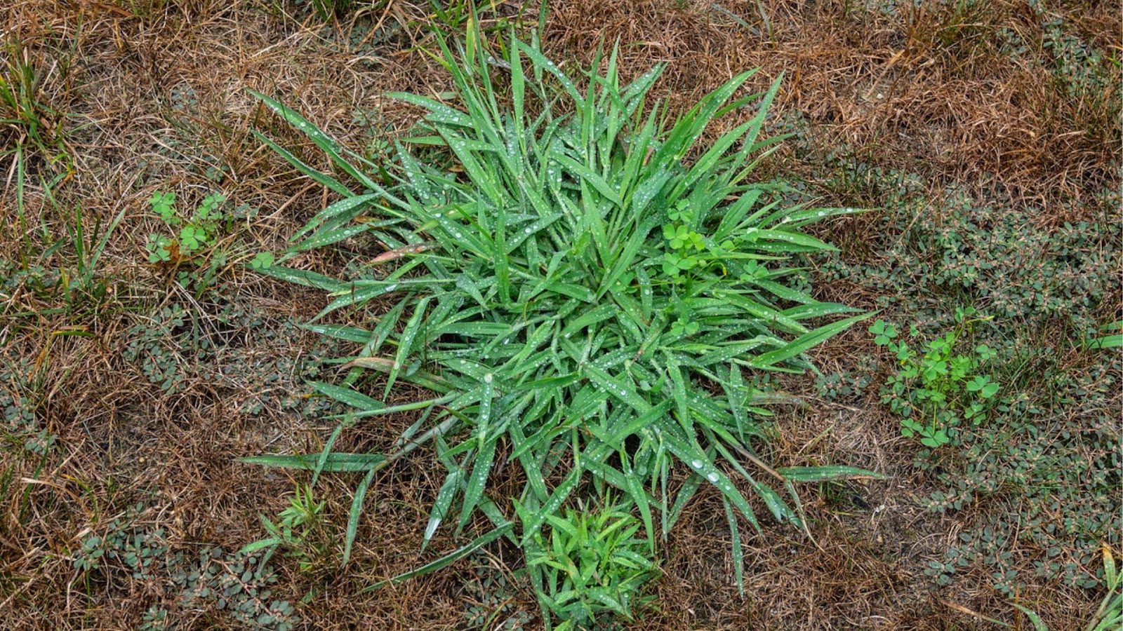 A close-up of a green plant

AI-generated content may be incorrect.
