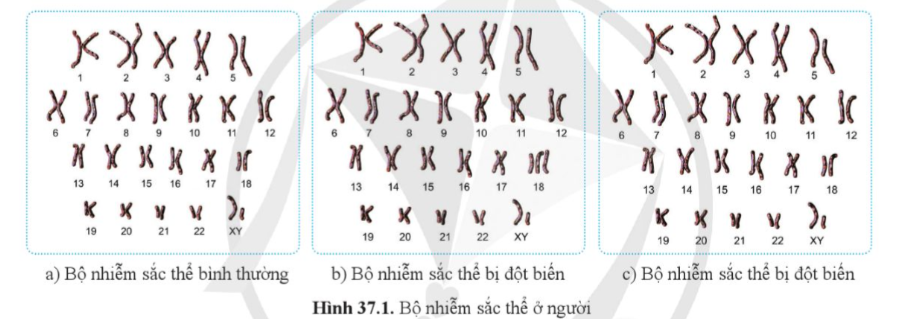 BÀI 37: ĐỘT BIẾN NHIỄM SẮC THỂ