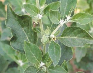 green leaves