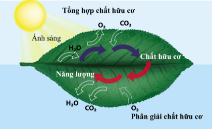 BÀI 11 - TỔNG HỢP VÀ PHÂN GIẢI CÁC CHẤT TRONG TẾ BÀO