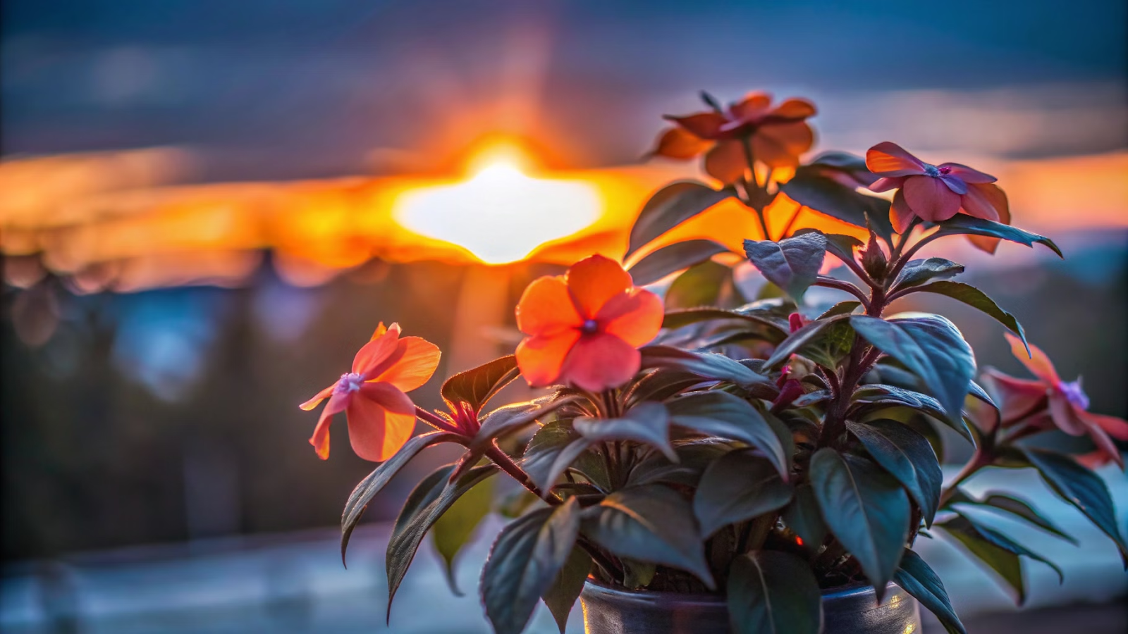 Silhueta de Sunpatiens sp. contra o fundo do pôr do sol, criando um efeito dramático com luz alaranjada