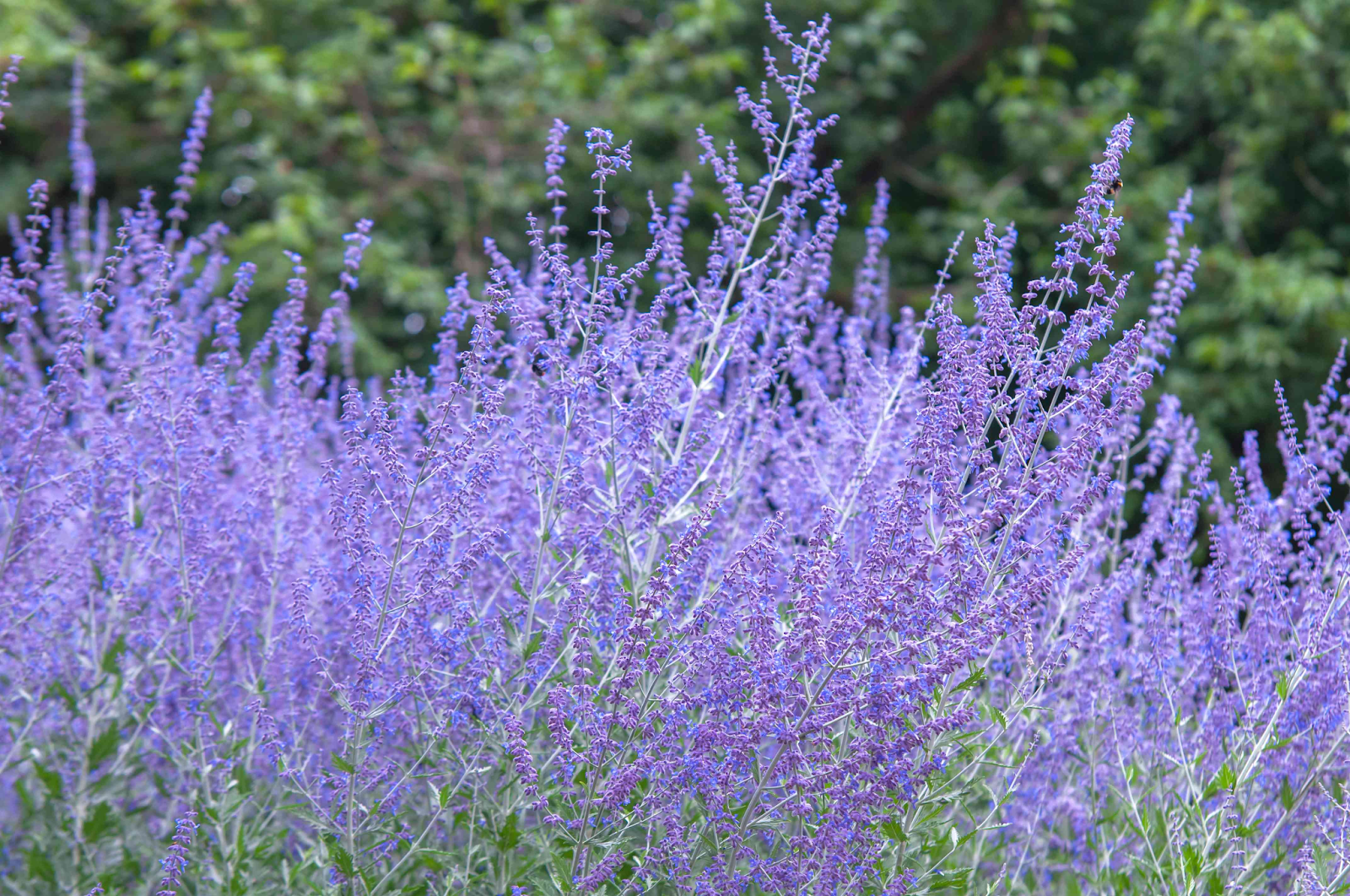 Russian Sage Origin and History